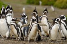 4-Day Tour to Puerto Madryn by Air from Buenos Aires