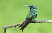 Mindo Cloud Forest - Private tour from Quito - Nature, Waterfalls and Chocolate 