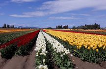 Tulip Festival and Skagit Valley Tour
