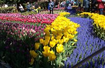 Tulip Festival and Skagit Valley Tour