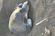 Nocturnal Turtles Watching 