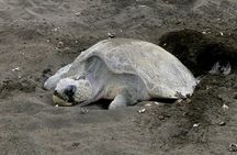 Nocturnal Turtles Watching 