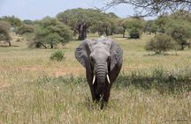 Day 1 Arusha – Lake Manyara National Park
