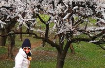 Cherry Blossoms Trip to Northern Areas of Pakistan 2020 (8D 7N)