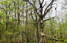New Orleans Self-Transport Swamp and Bayou Boat Tour