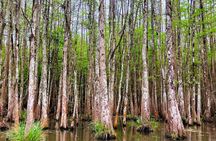 New Orleans Self-Transport Swamp and Bayou Boat Tour