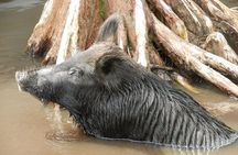 New Orleans Swamp and Bayou Boat Tour with Transportation