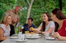 Daintree Rainforest and Cape Tribulation Day Tour from Cairns