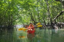 5 Hours Sharing Basis Kilim Mangrove Kayaking Tour 