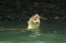 5 Hours Sharing Basis Kilim Mangrove Safari Boat Tour in Langkawi