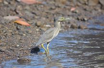 5 Hours Sharing Basis Kilim Mangrove Safari Boat Tour in Langkawi