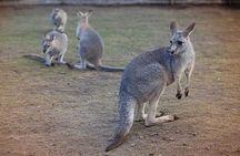 Private Tour: Blue Mountains Day Trip from Sydney