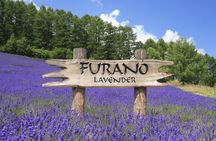 Hokkaido Furano Lavender Farm and Blue Pond Day Trip from Sapporo