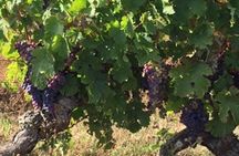 English Speaking Loire Winery Tours originating from Chinon