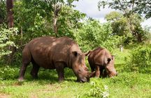 Game Drive and White Rhino Walking Safari in Livingstone