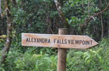 The Gorgeous South of Mauritius: Full-day tour incl Tea Factory & Crocodile park