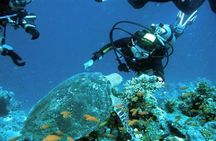 Ras Mohammed Snorkeling Tour by Boat