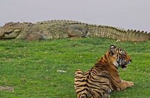 Panna Tiger Reserve Tour from Khajuraho