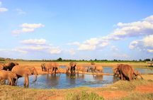 2-Day Mombasa to Tsavo East Safari