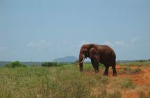 2-Day Mombasa to Tsavo East Safari