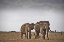 2-Day Mombasa to Tsavo East Safari