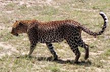 4 Days - Majestic Maasai Mara and Lake Nakuru Safari