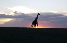4 Days - Majestic Maasai Mara and Lake Nakuru Safari