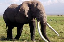 4 Days - Majestic Maasai Mara and Lake Nakuru Safari