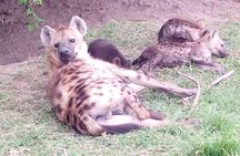 4 Days - Majestic Maasai Mara and Lake Nakuru Safari