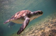 Half-Day Scuba Diving Tour - Discover Scuba Diving!