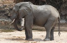 6 Days Safari to Udzungwa Mountain NP, Ruaha NP and Mikumi NP 