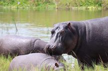 4 Day Gorilla and Wildlife Safari in Uganda