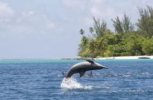 Private Speed Boat Charter with Experienced Captain 