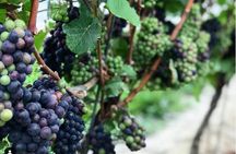Full-Day Niagara-On-The-Lake Guided Wine and Charcuterie Tour