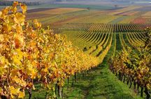 Santiago Full day tour to Casablanca Valley, include entraces for 2 vineyard.