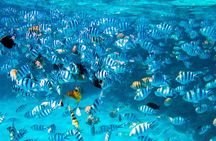 Bora Bora Combo Tour: Lagoon Cruise and 4WD Tour Including Snorkeling