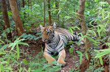 Bandipur Tiger Reserve with Somnathpur Temple Tour