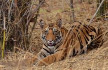 Delhi Zoo White Tigers & lions with Old Fort Visit