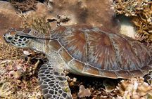 Guided Snorkeling Day Trip, Kota Kinabalu, Sabah, Malaysia