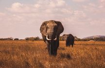 5 Days Tanzania Big Five Camping | Lodge Safari