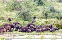 6 Days Serengeti Safari(hiking waterfalls &coffee tour) 