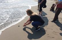 Combo 6 Hr Tour All City Highlights Divers Baby Turtle Release
