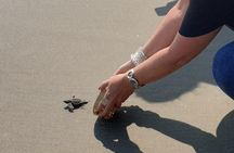 Combo 6 Hr Tour All City Highlights Divers Baby Turtle Release
