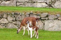 Mystical Journey: 2-Day Private Adventure to Machu Picchu