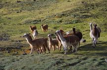 4 Day Lares Trek To Machu Picchu - Private Service