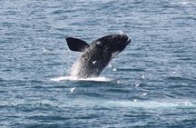 Whale Watching Walking Tours (Land-Based) - from JUNE 2025