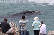 Whale Watching Walking Tours (Land-Based) - from JUNE 2025
