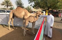 Golden Dunes & Sunset Safari with BBQ, Camel Ride & Sandboarding
