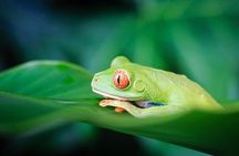 4-Day Adventure in Tortuguero National Park 