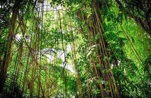 4-Day Adventure in Tortuguero National Park 